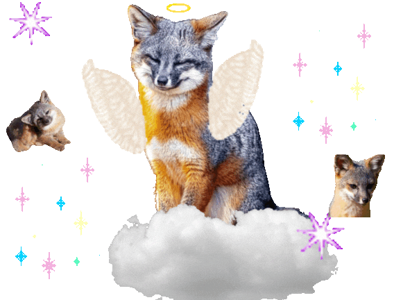 islandfox